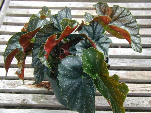 B. ‘Southern Belle’
